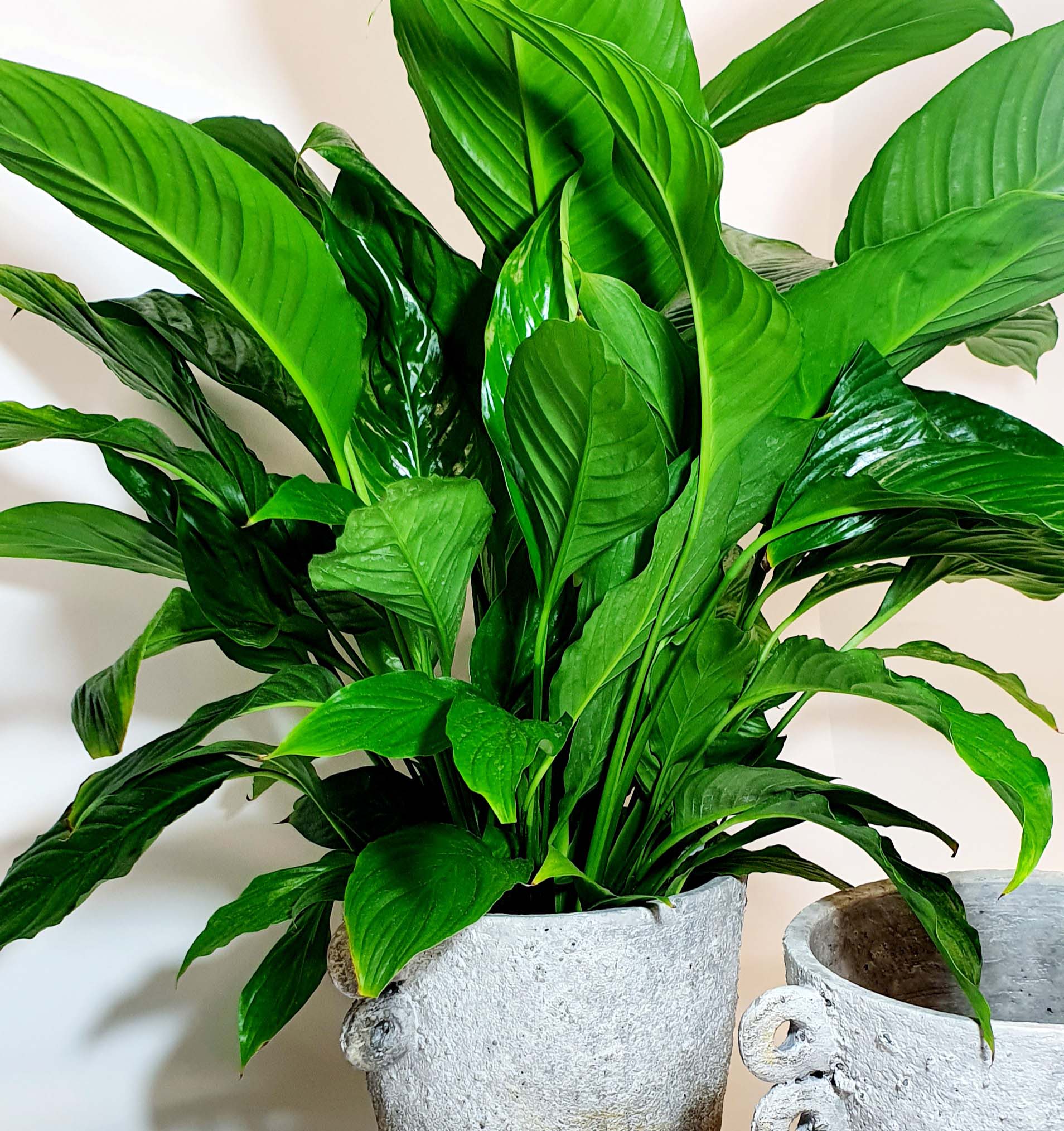 Potted plants make you feel better Victoria Florists Christchurch