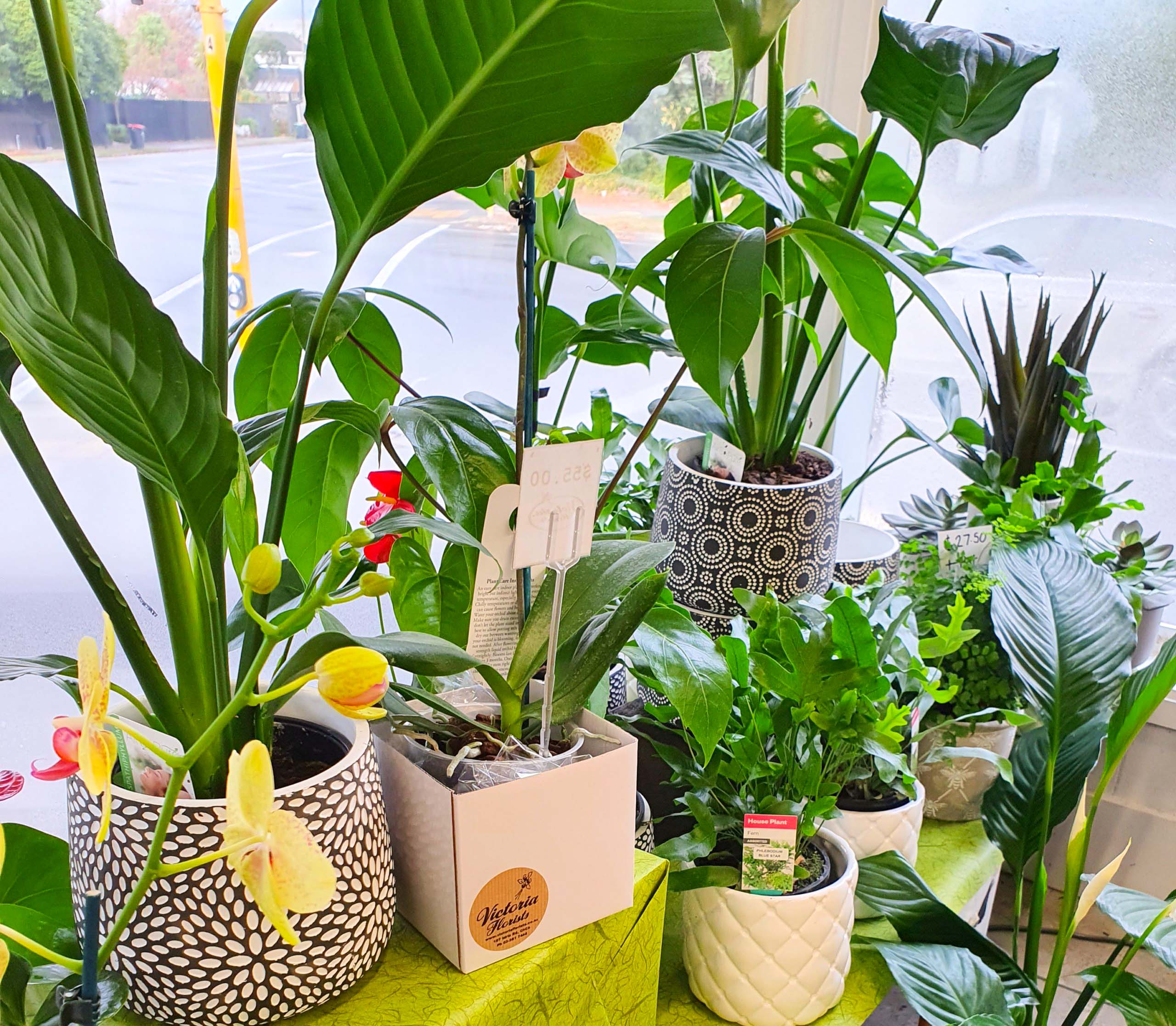 Potted plants make you feel better Victoria Florists Christchurch