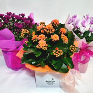 $25 Flowering Plant